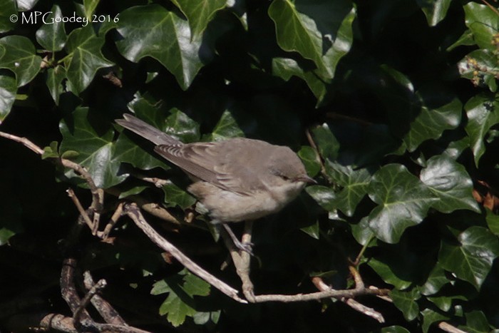 Barred Warbler
