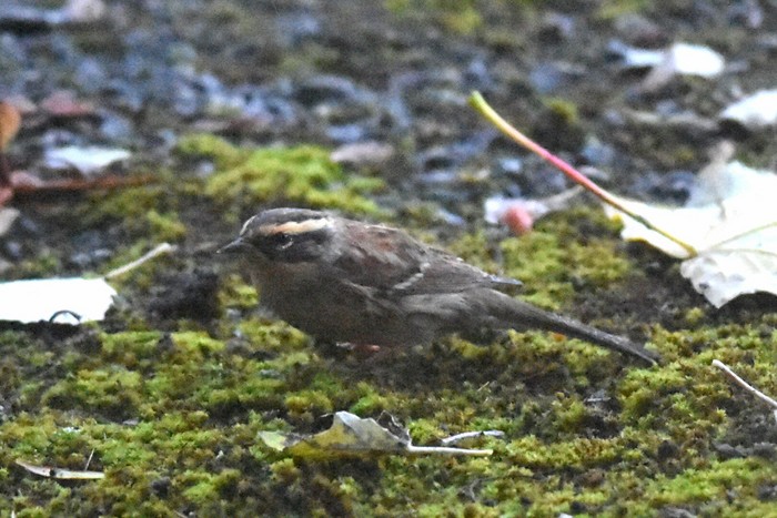 Siberian Accentor