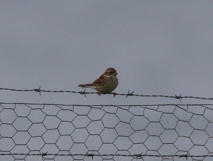 Black-faced Bunting