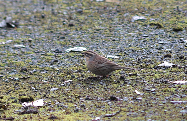 Siberian Accentor