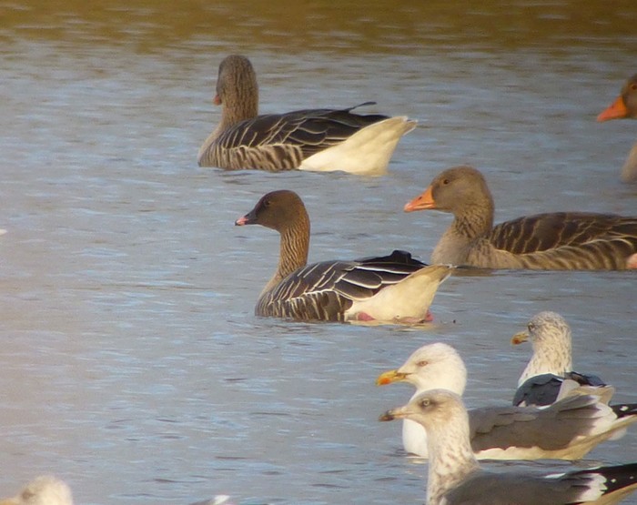 Pink-footed Goose