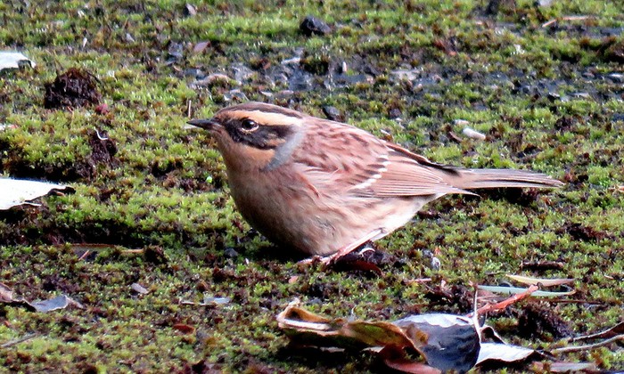 Siberian Accentor