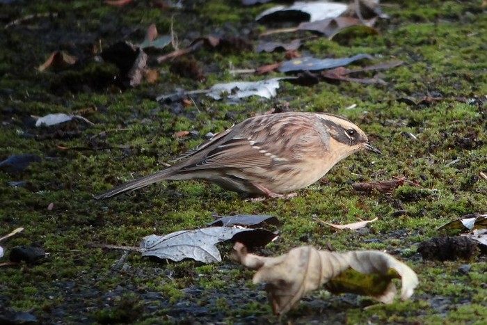 Siberian Accentor