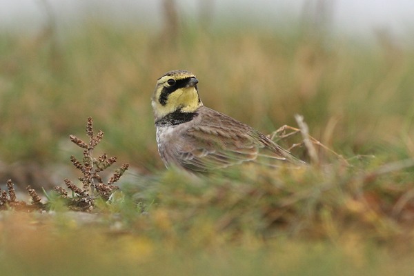 Shorelark