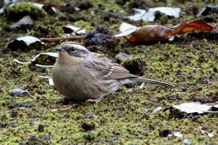 Siberian Accentor
