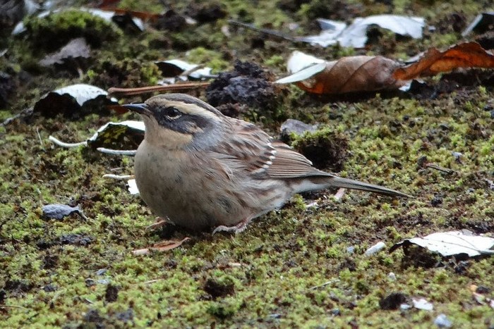 Siberian Accentor