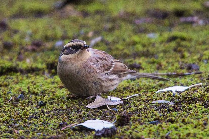 Siberian Accentor