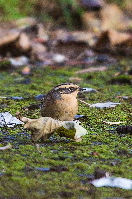 Siberian Accentor