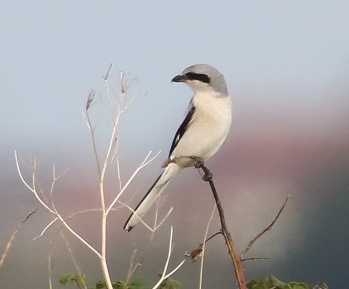 Great Grey Shrike