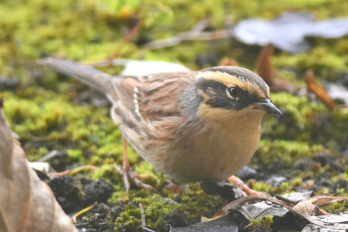 Siberian Accentor