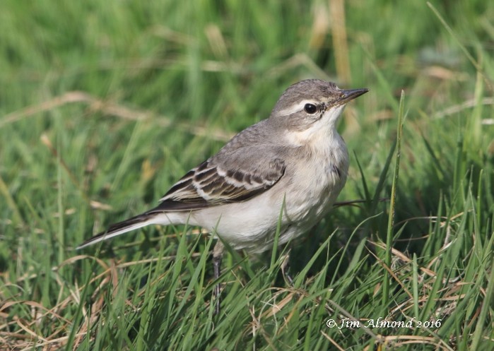 Eastern Yellow Wagtail