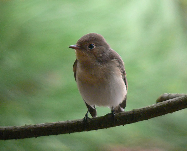 Red-breasted Flycatcher