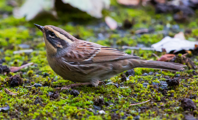 Siberian Accentor