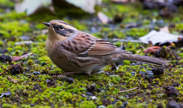 Siberian Accentor
