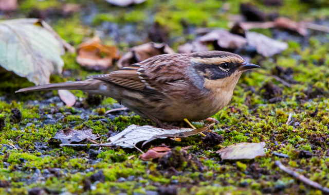 Siberian Accentor
