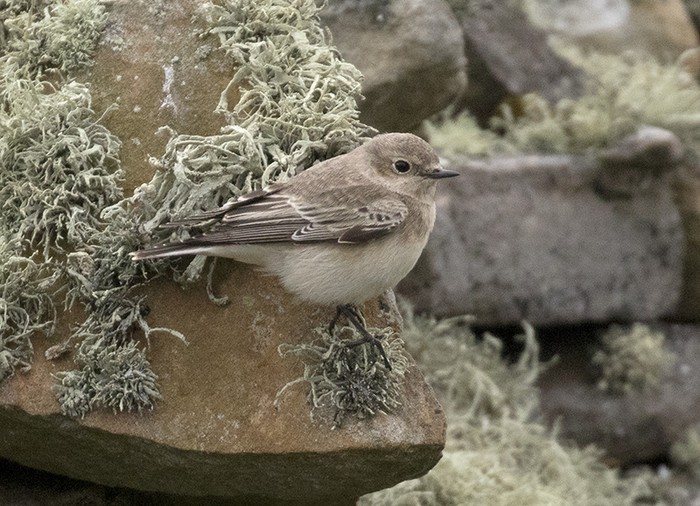 Pied Wheatear