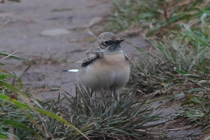 Pied Wheatear