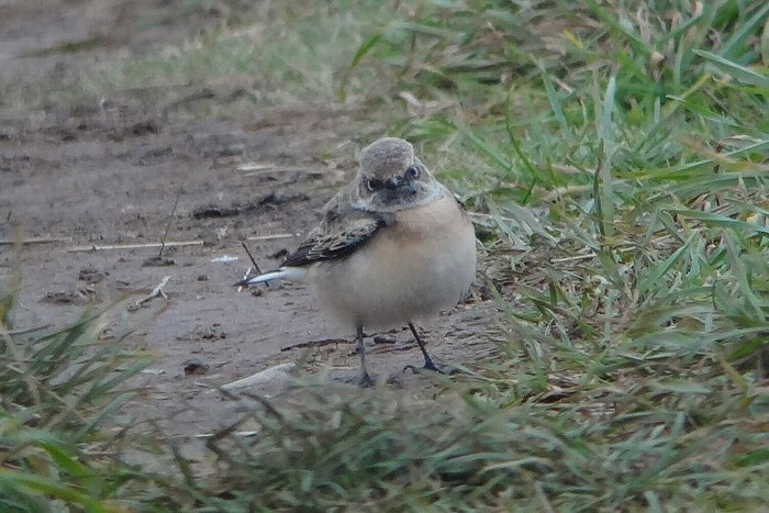 Pied Wheatear