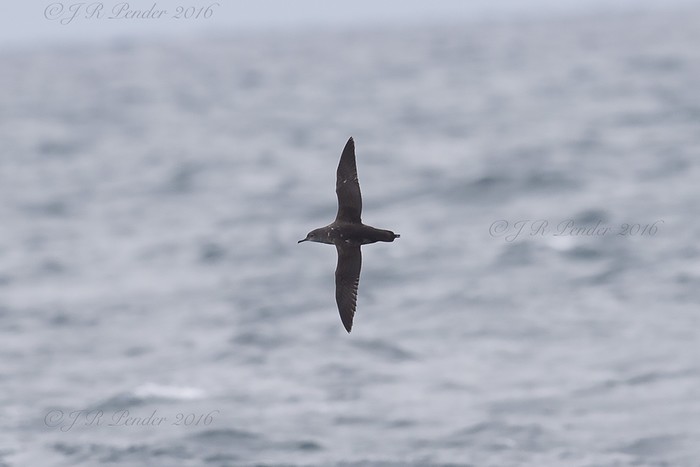 Balearic Shearwater