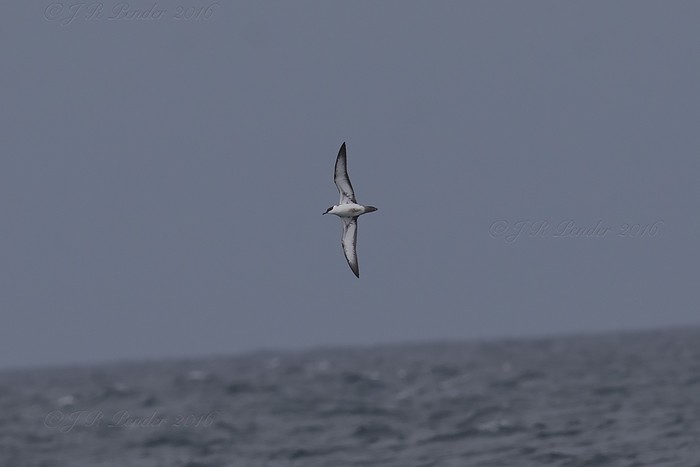 Great Shearwater