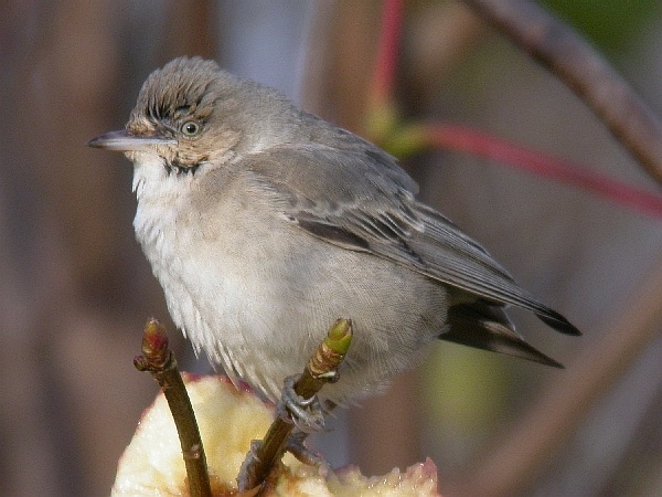Barred Warbler