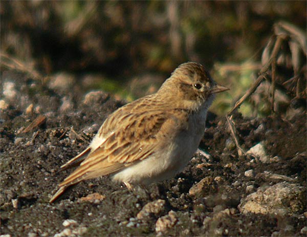 Short-toed Lark