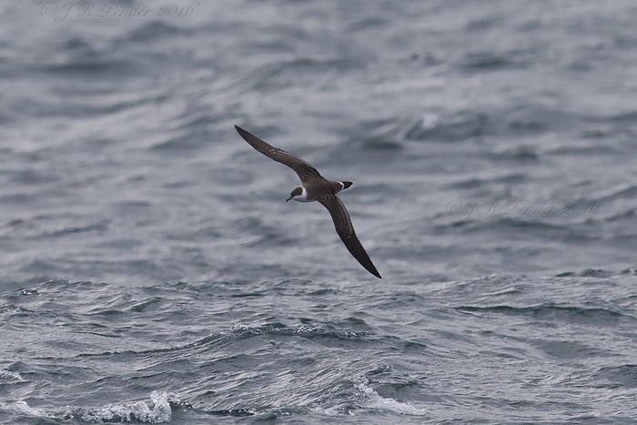 Great Shearwater