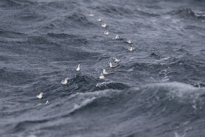 Grey Phalarope