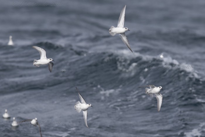 Grey Phalarope