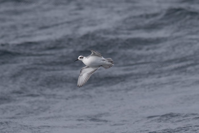 Grey Phalarope