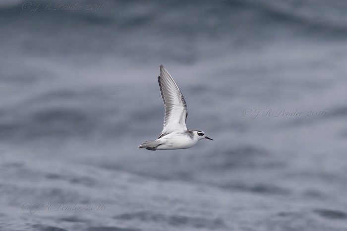 Grey Phalarope