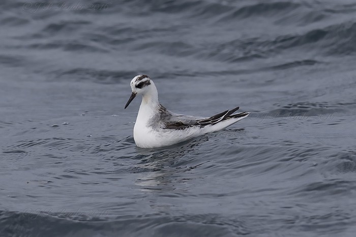 Grey Phalarope