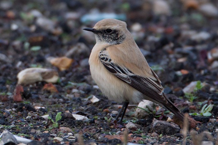 Desert Wheatear