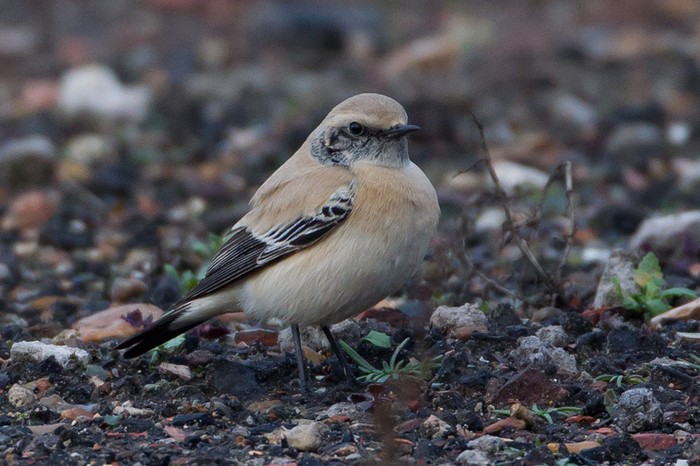 Desert Wheatear