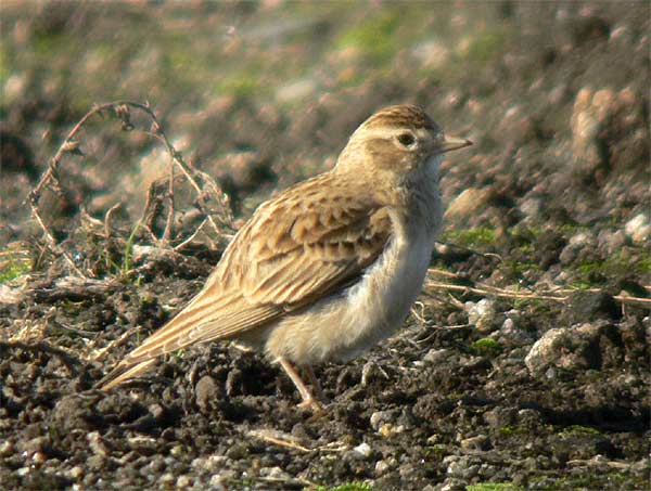 Short-toed Lark
