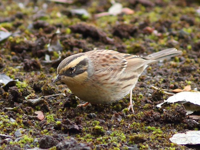 Siberian Accentor