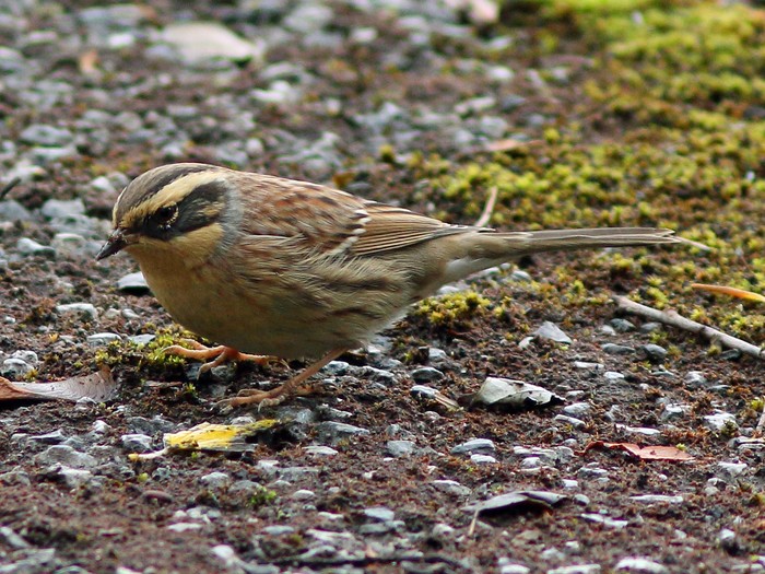 Siberian Accentor