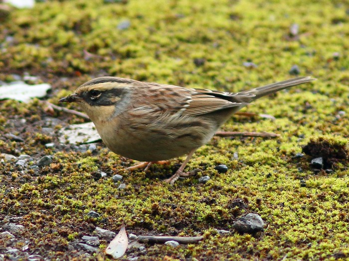 Siberian Accentor