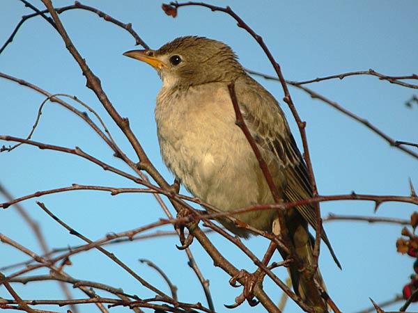 Rose-coloured Starling
