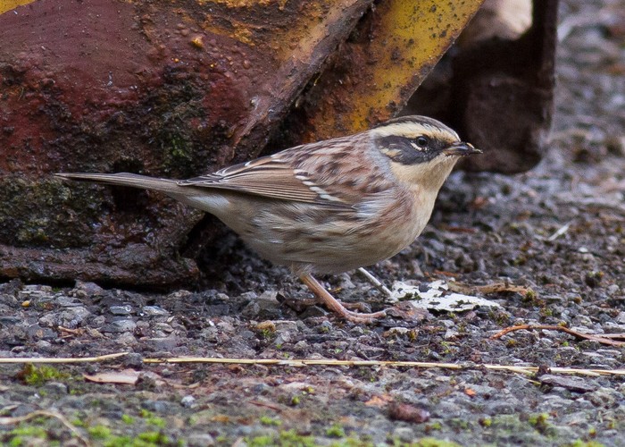 Siberian Accentor