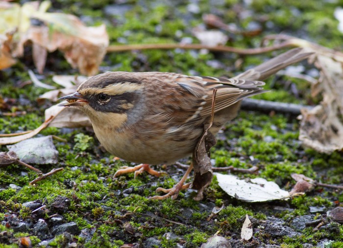 Siberian Accentor
