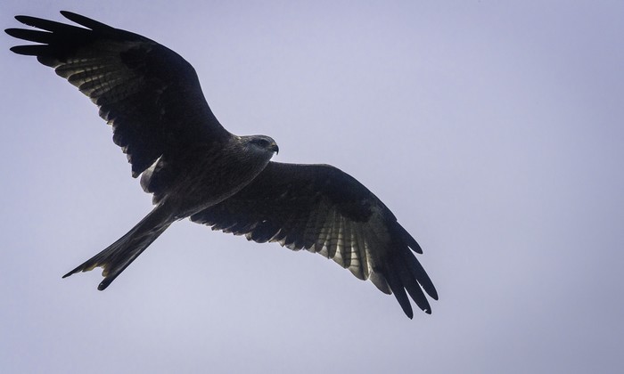 Red Kite