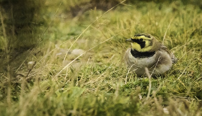 Shorelark