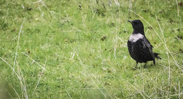 Ring Ouzel
