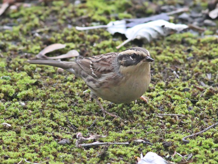 Siberian Accentor