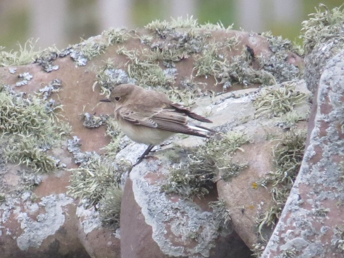 Pied Wheatear