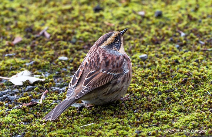 Siberian Accentor