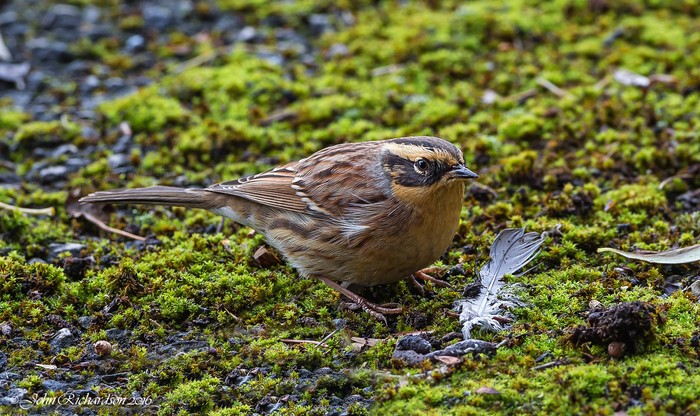 Siberian Accentor
