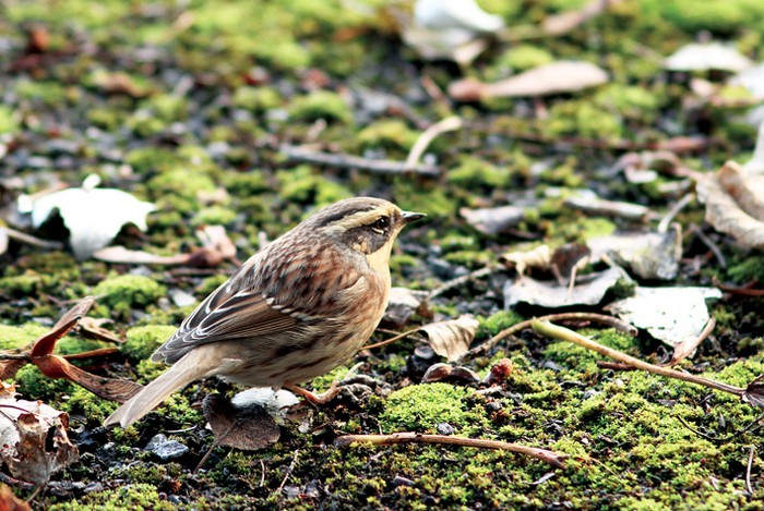 Siberian Accentor