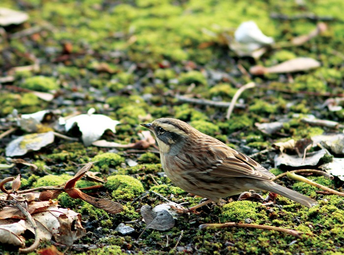 Siberian Accentor